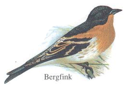 Bergfink