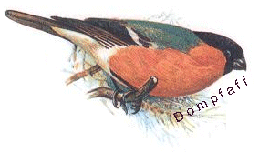 Dompfaff