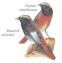 Rotschwanz