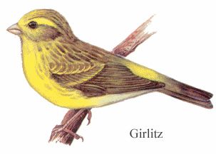 Girlitz