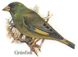 Gruenfink