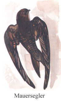 Mauersegler