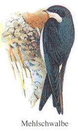 Mehlschwalbe