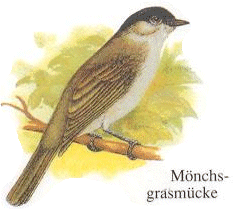 Moenchsgrasmuecke