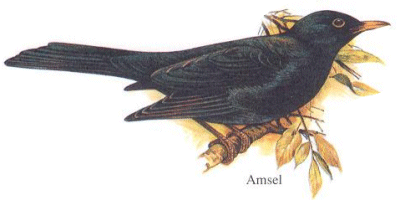 Amsel