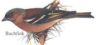 Buchfink