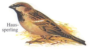 Haussperling