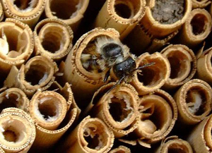 Insektenhotel